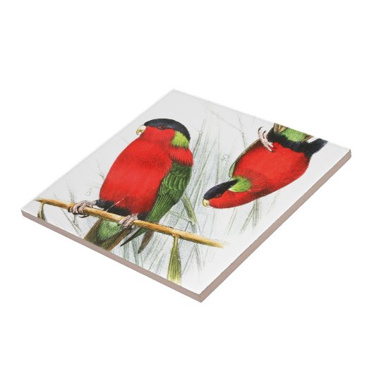 Ergatterter Lory Fliese (Seite)