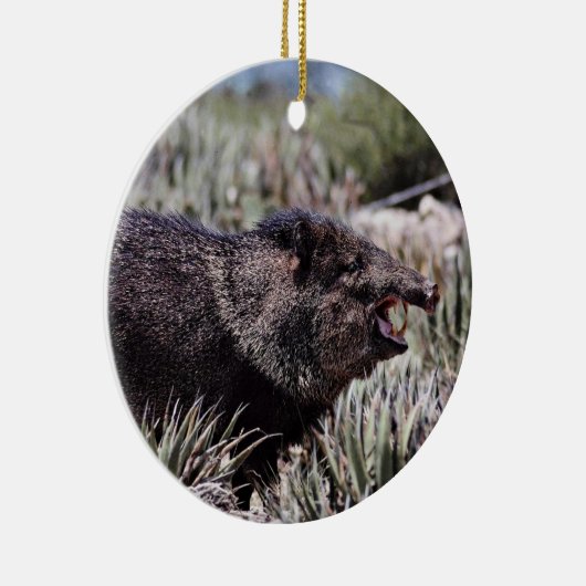 Ergatterter Peccary (javelina) gähnend unter dem Keramikornament (Rechts)