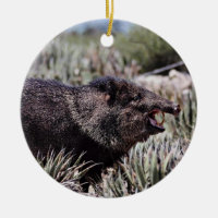 Ergatterter Peccary (javelina) gähnend unter dem