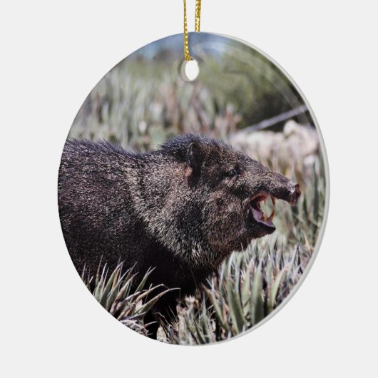 Ergatterter Peccary (javelina) gähnend unter dem Keramikornament (Links)