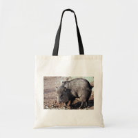 Ergatterter Peccary (javelina)