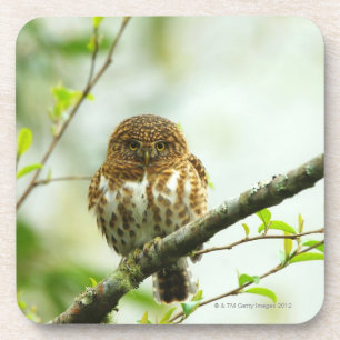 Ergatterter Pigmy Owlet, der auf Baumast hockt, Getränkeuntersetzer