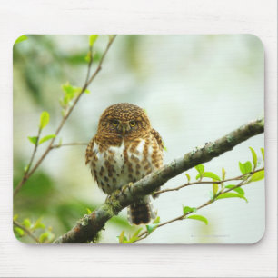 Ergatterter Pigmy Owlet, der auf Baumast hockt, Mousepad