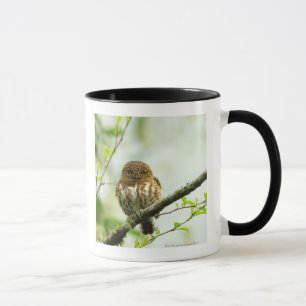 Ergatterter Pigmy Owlet, der auf Baumast hockt, Tasse