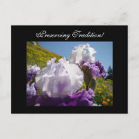 Erhaltung der Traditionen! Postkarten Iris-Blume