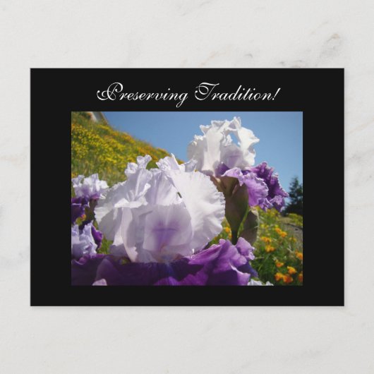 Erhaltung der Traditionen! Postkarten Iris-Blume (Vorderseite)