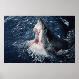 Erhöhter Haifisch Mund geöffnet Poster