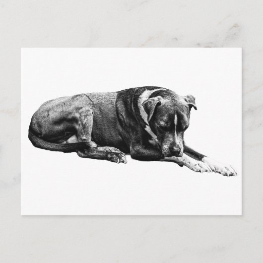 Erholung Pose Hund Postkarte (Vorderseite)