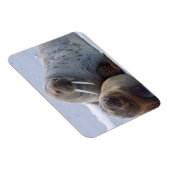 Erholung von Walruskühe und Kalb auf einer Meerese Magnet (Rechte Seite)