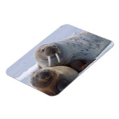 Erholung von Walruskühe und Kalb auf einer Meerese Magnet (Linke Seite)