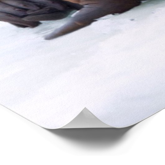 Erholung von Walruskühe und Kalb auf einer Meerese Poster (Ecke)