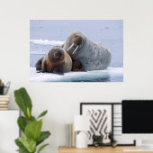 Erholung von Walruskühe und Kalb auf einer Meerese Poster (Heimbüro)