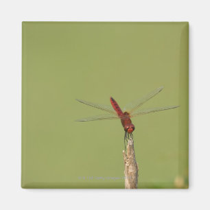 Erholungen einer Libelle kurzzeitig auf einem Magnet