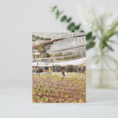 Eric Ravilious Artwork, Strawberry Nets, Postkarte (Stehend Vorderseite)