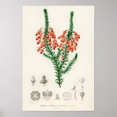 Erica ardens - ein Geschenk für Ihre Erica Poster (Vorne)