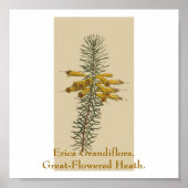 Erica Grandiflora. Großartige Heide. Poster (Vorne)