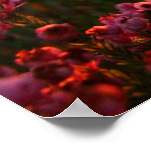 Erica Range Poster - Bloom wo Sie gewurzelt sind (Ecke)