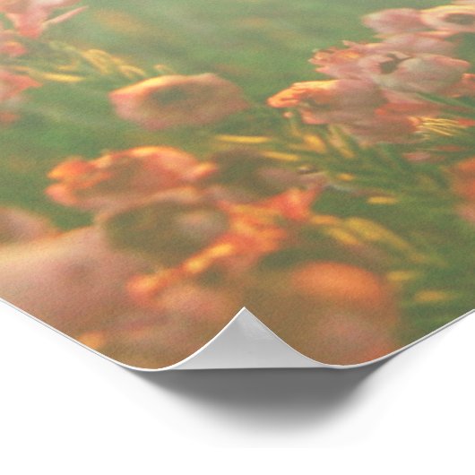 Erica Range Poster - Bloom wo Sie gewurzelt sind (Ecke)