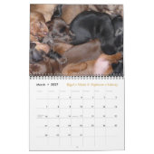 Eridox 2016 Dackel-Kalender Kalender (Mär 2027)