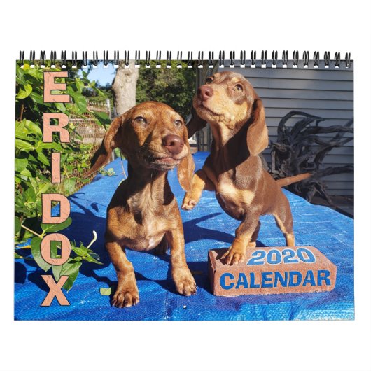 Eridox-Dackeln 2020-Kalender Kalender (Titelbild)