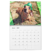 Eridox-Dackeln 2020-Kalender Kalender (Mär 2027)