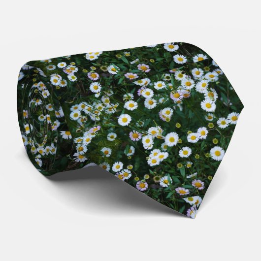 Erigeron Daisies Krawatte (Gerollt)