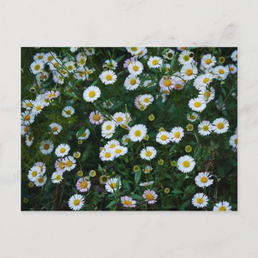 Erigeron Daisies Postcard Postkarte (Vorderseite)
