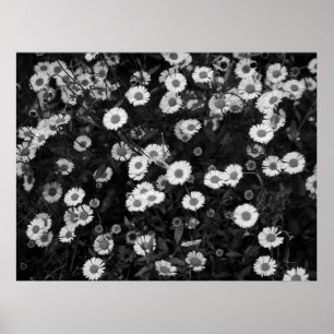 Erigeron Daisies Poster