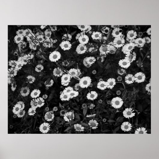 Erigeron Daisies Poster (Vorne)