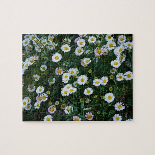 Erigeron Daisies Puzzle (Horizontal)