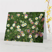 Erigeron Karte (Gelbe Blume)