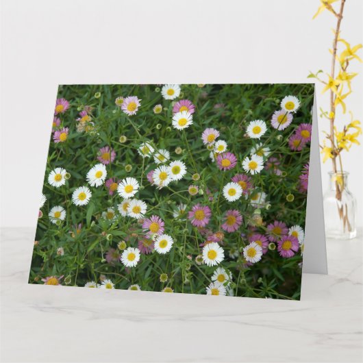 Erigeron Karte (Gelbe Blume)