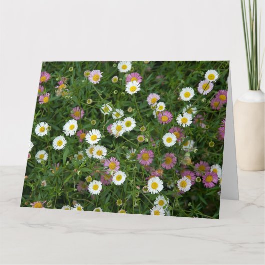 Erigeron Karte (Vorderseite)