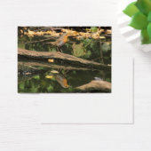 Erithacus rubecula (Schreibtisch)