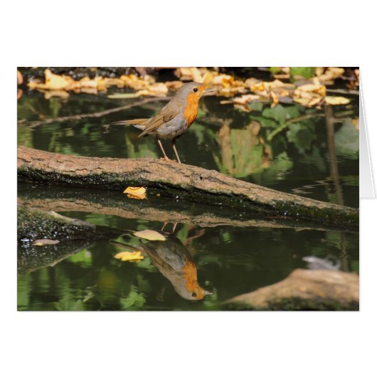 Erithacus rubecula (Vorderseite (Horizontal))
