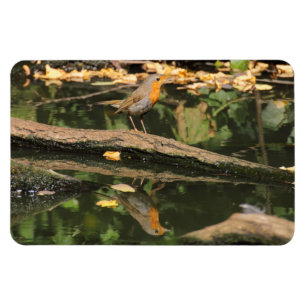 Erithacus rubecula magnet