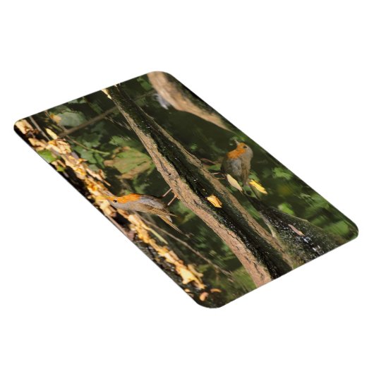 Erithacus rubecula magnet (Rechte Seite)