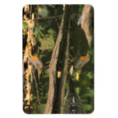 Erithacus rubecula magnet (Vertikal)