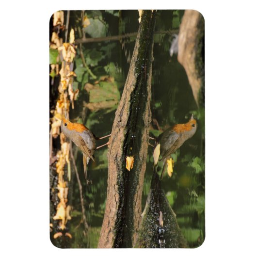 Erithacus rubecula magnet (Vertikal)