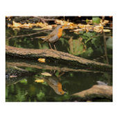 Erithacus rubecula poster (Vorderseite)