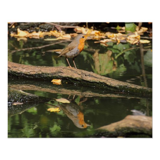 Erithacus rubecula poster (Vorderseite)