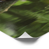 Erithacus rubecula poster (Ecke)