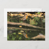 Erithacus rubecula postkarte (Vorne/Hinten)