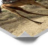 Eritrea - Kamel - Poster (Ecke)