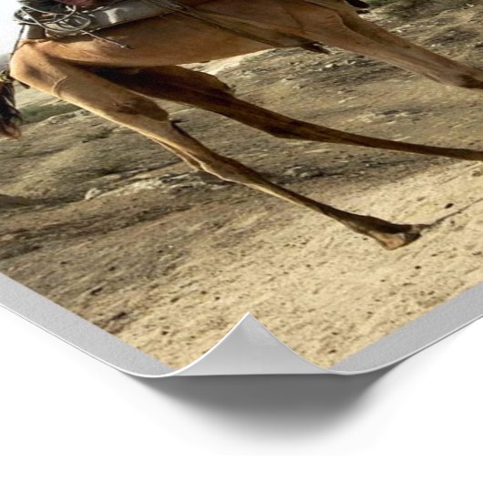 Eritrea - Kamel - Poster (Ecke)