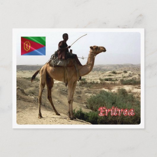 Eritrea - Kamel - Postkarte (Vorderseite)