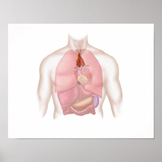Erkrankungen der Atemwege und des Verdauungssystem Poster (Vorne)