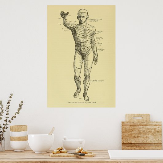 Erkrankungen des Nervensystems Chiropraktisch Poster (Küche)