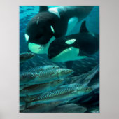 Erlernen der Makrelenjagd Poster (Vorne)