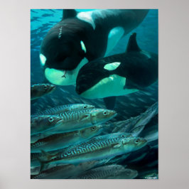 Erlernen der Makrelenjagd Poster